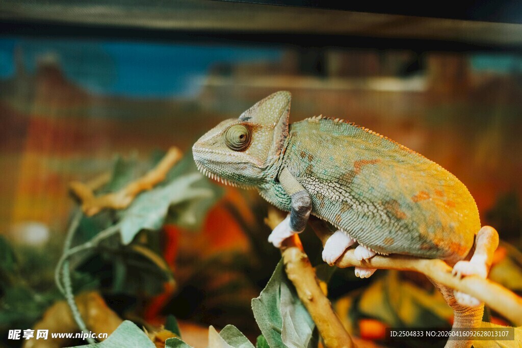 栖息于枝叶上的变色龙