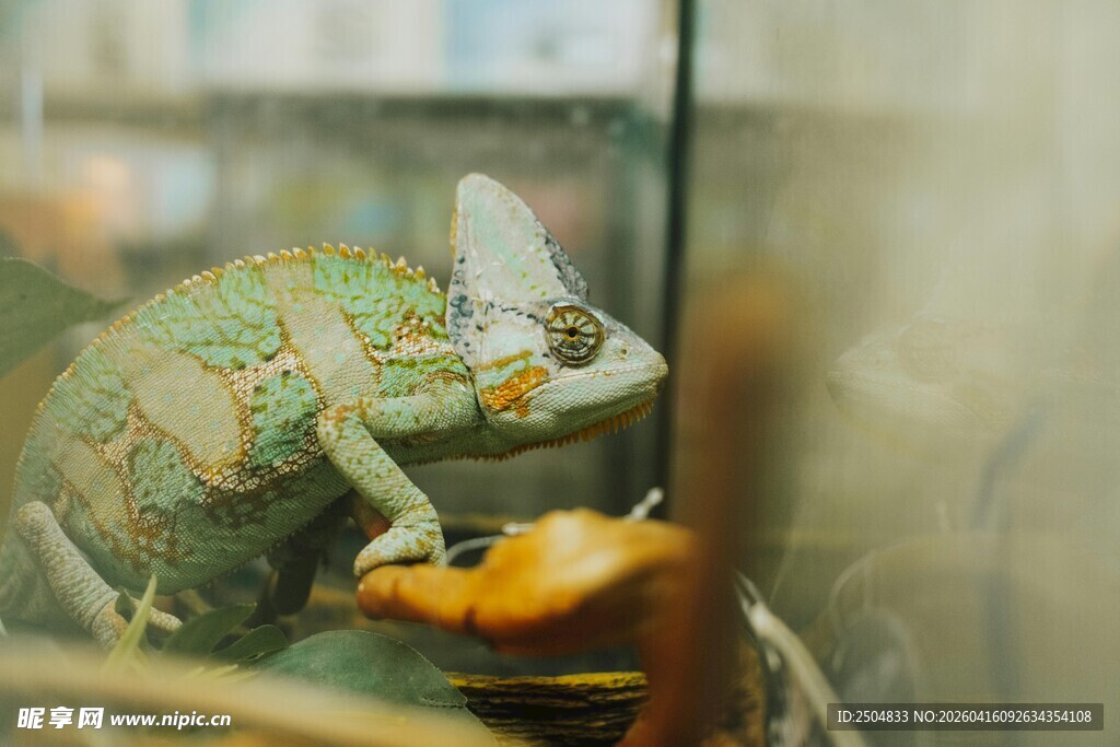 玻璃箱中的多彩变色龙