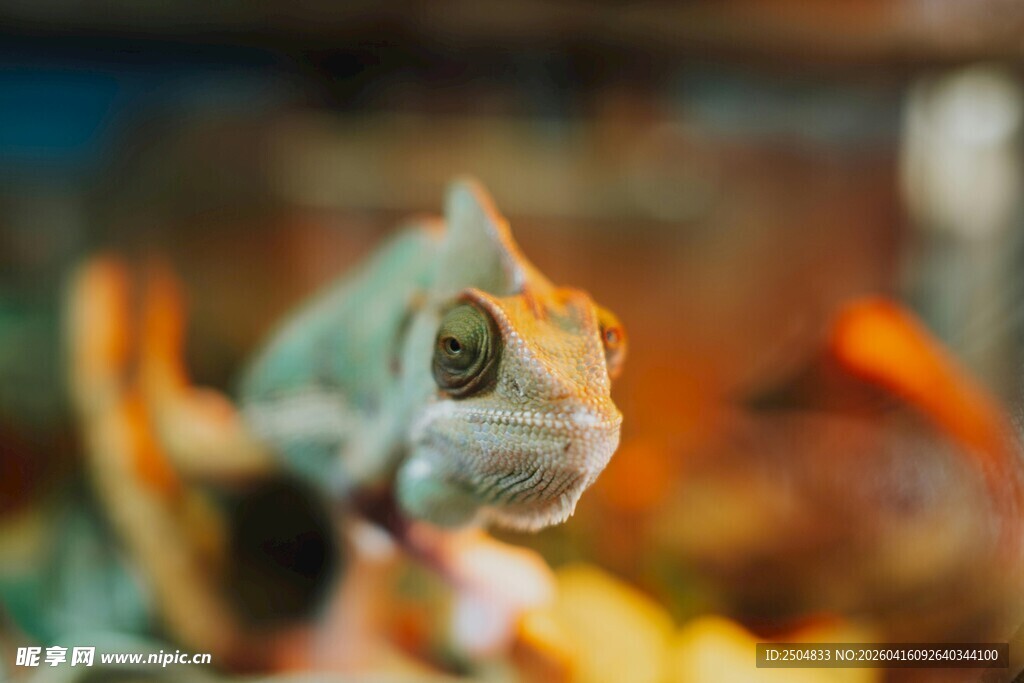 可爱变色龙特写