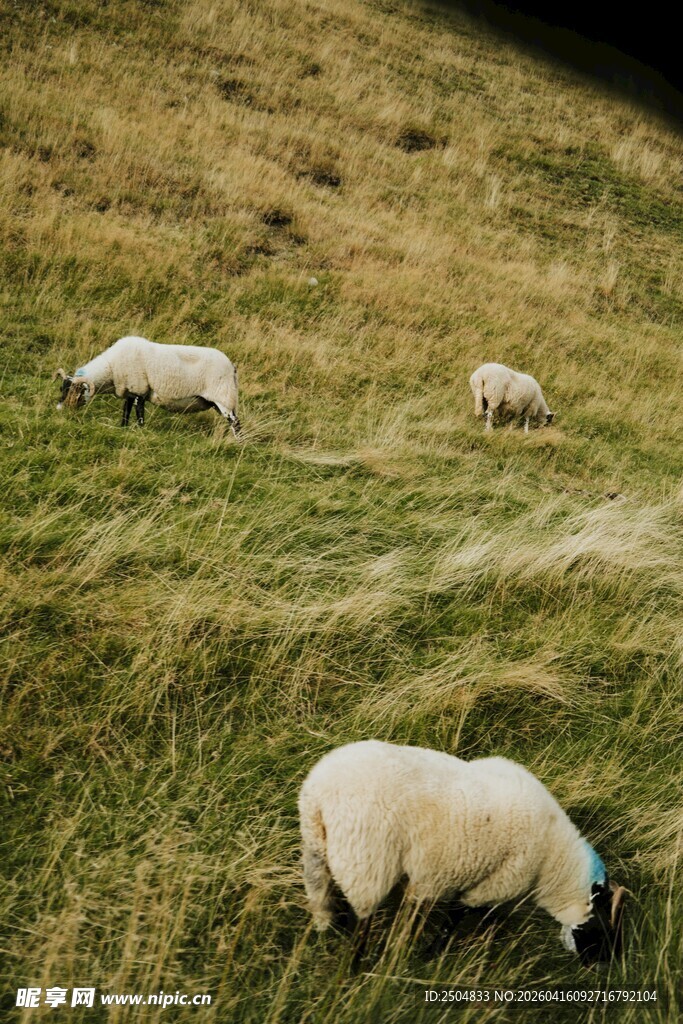 草原上悠闲吃草的绵羊