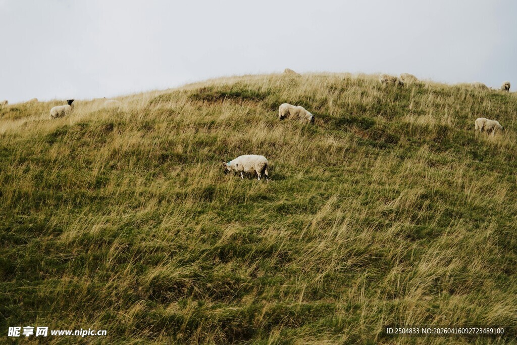 山坡上悠闲吃草的羊群