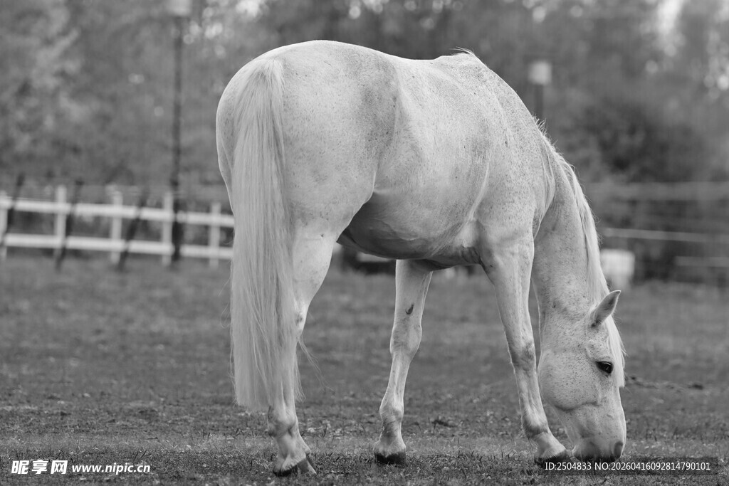 白马在草地低头吃草