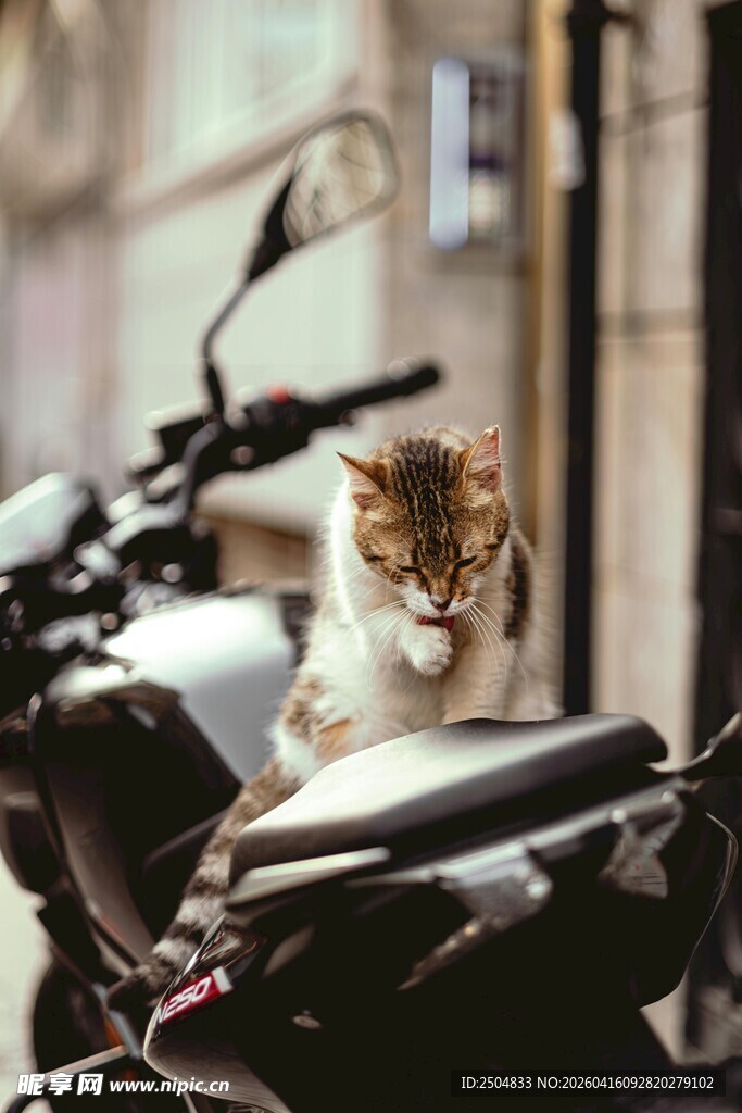 猫咪惬意趴摩托车上