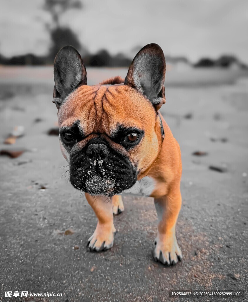 法国斗牛犬在路上行走