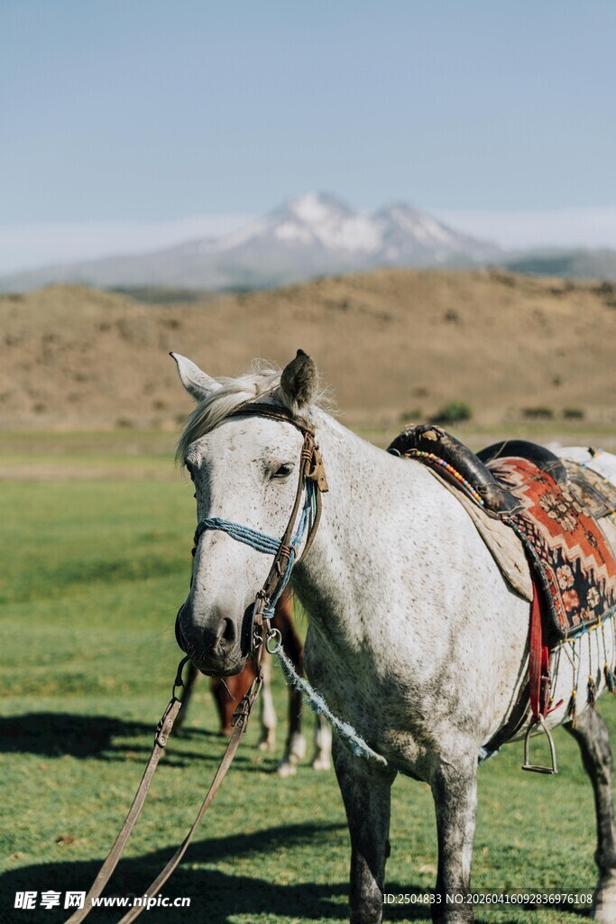 草原上的白马与鞍具