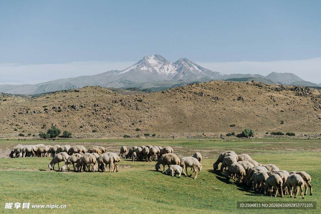 草原牧群与远处雪山风景
