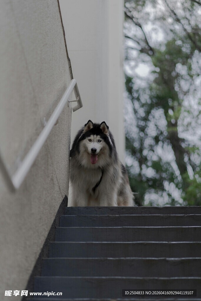 楼梯上的哈士奇