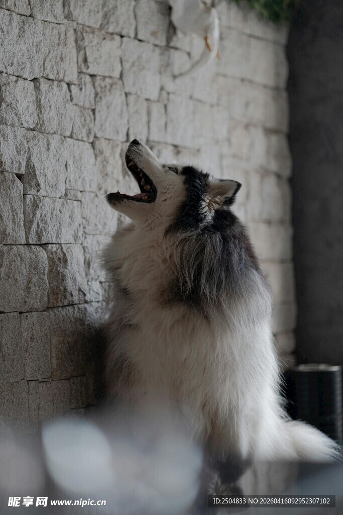 仰头嚎叫的猫咪