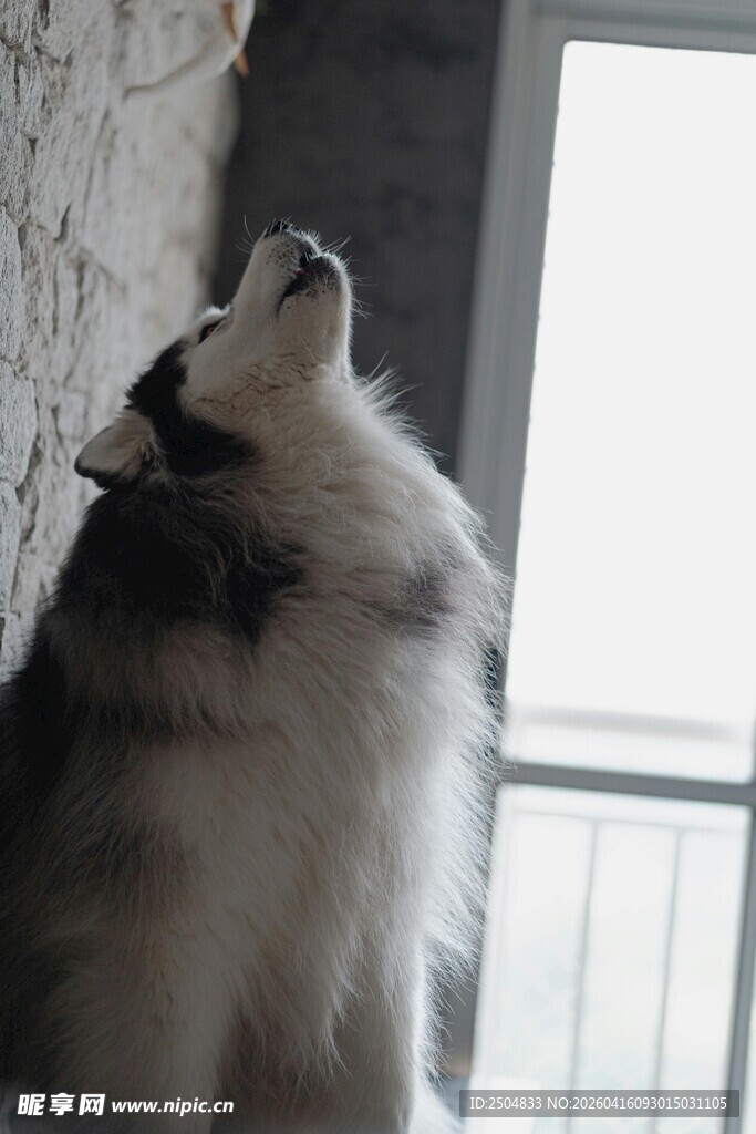 仰头的可爱猫咪