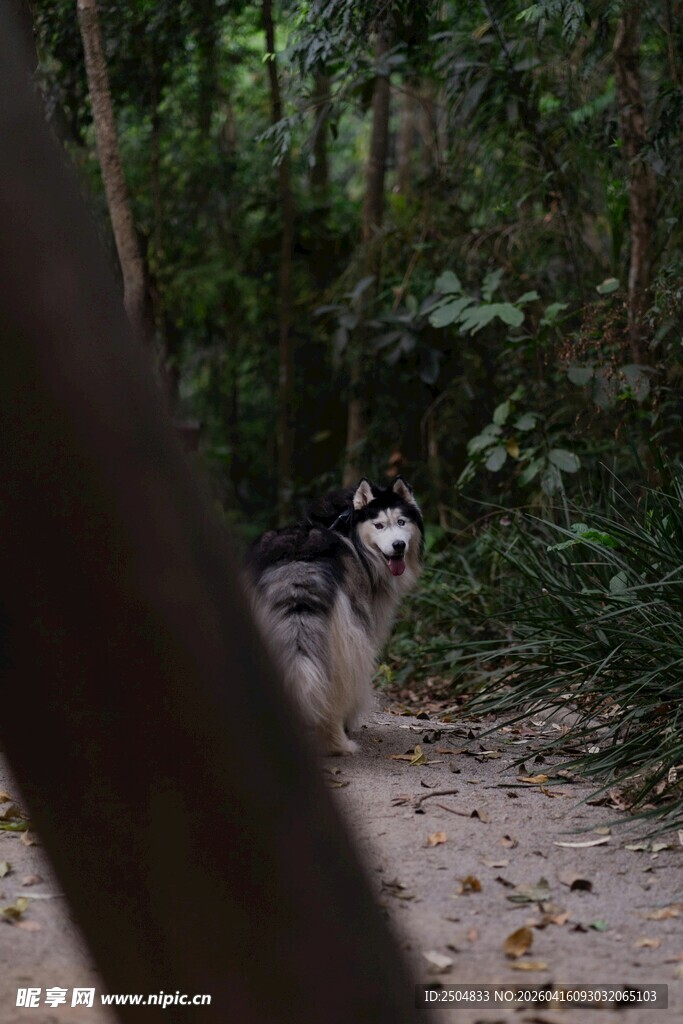 林间小道上的黑白狗狗