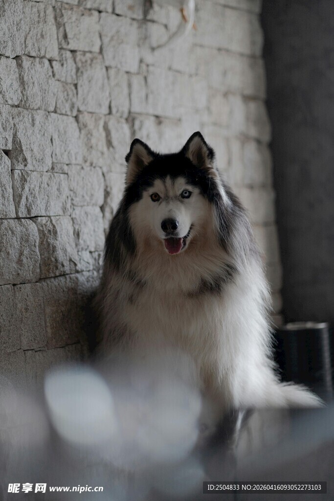 可爱阿 斯加犬靠墙而立