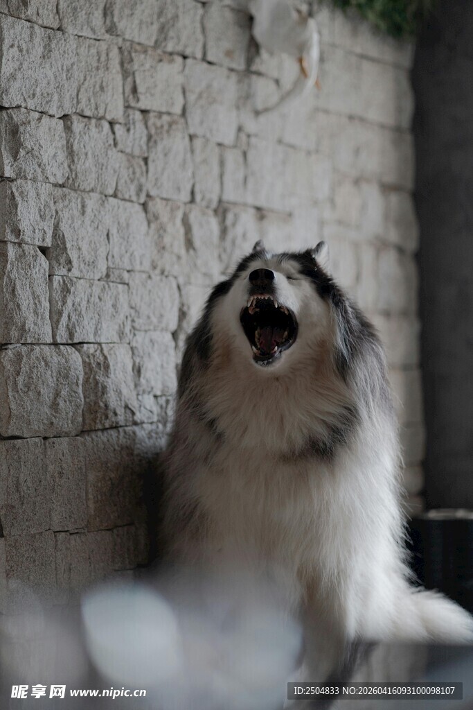 张嘴的狗狗靠墙而立