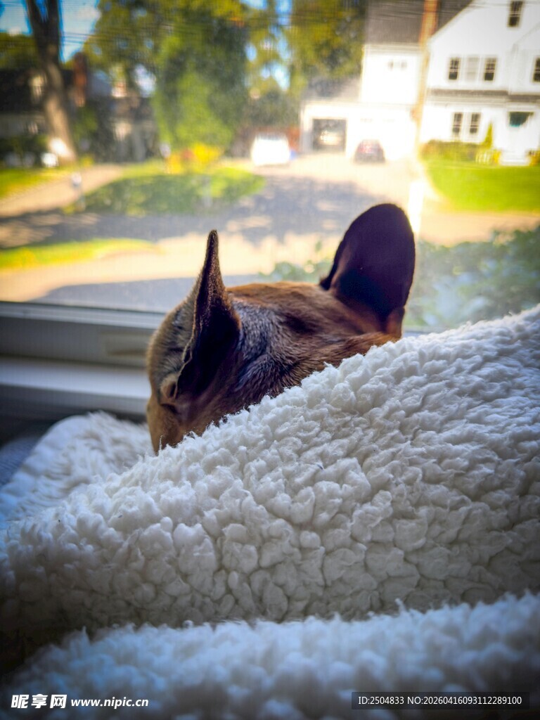 毛毯中探头的可爱狗狗