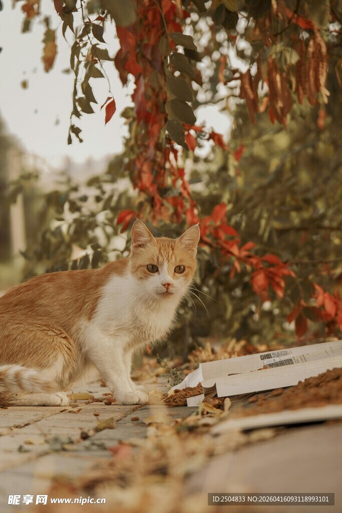 庭院中漫步的可爱猫咪