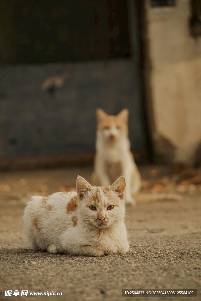 两只猫咪悠闲趴地