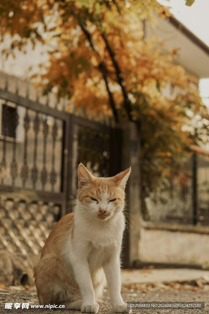 秋日路旁的悠闲猫咪