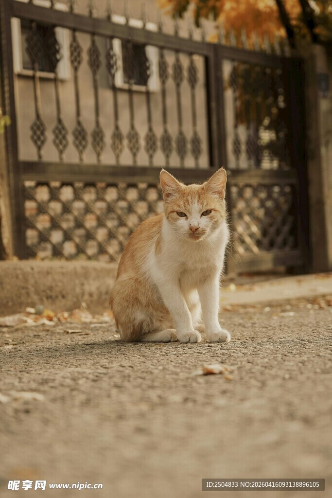 街边独坐的橘白猫咪