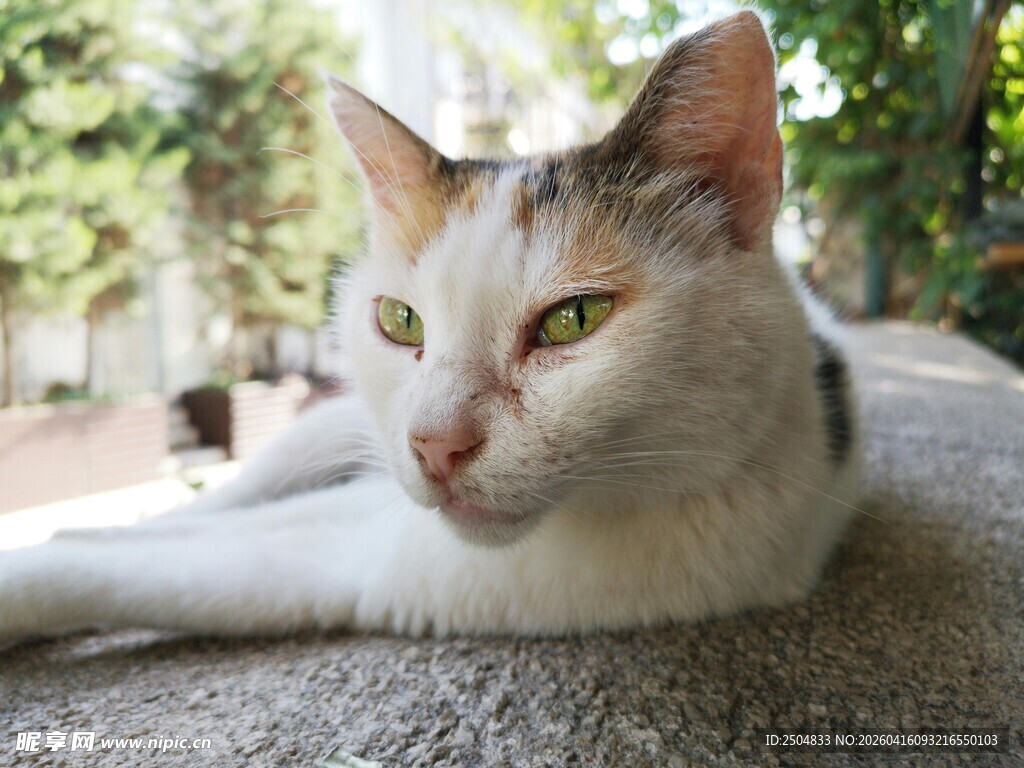 慵懒猫咪惬意趴卧
