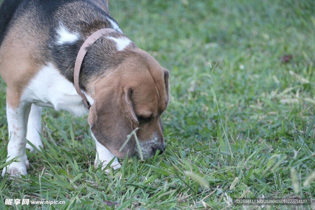 嗅闻草地的小猎犬
