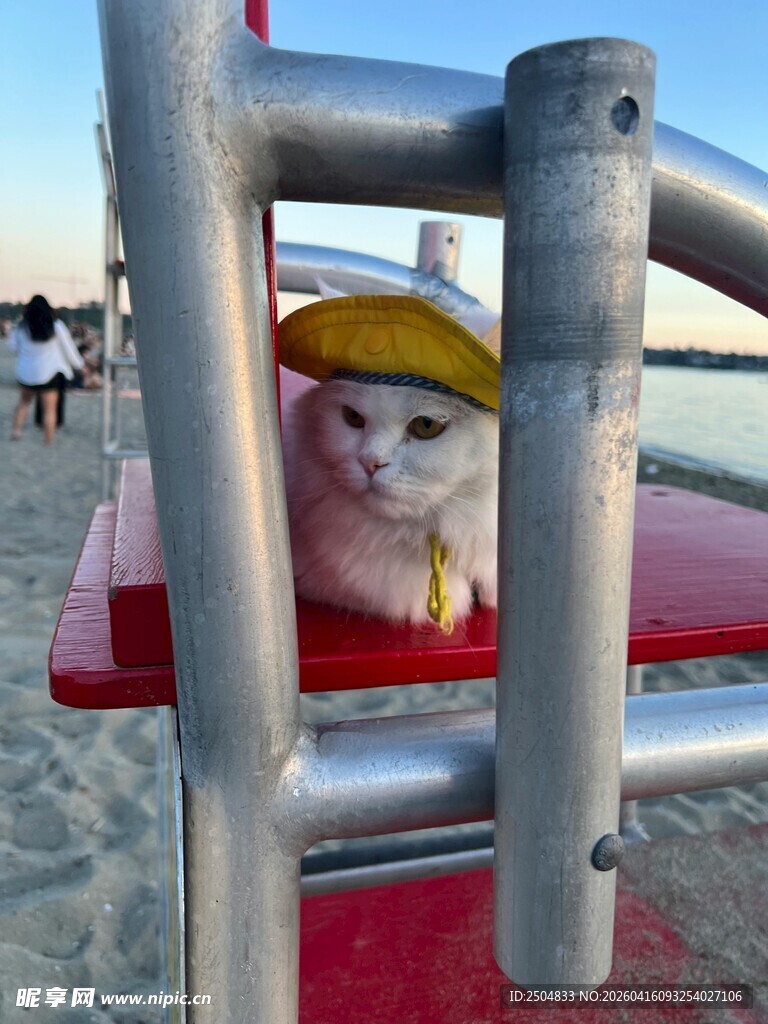 沙滩上戴帽探身的可爱猫咪