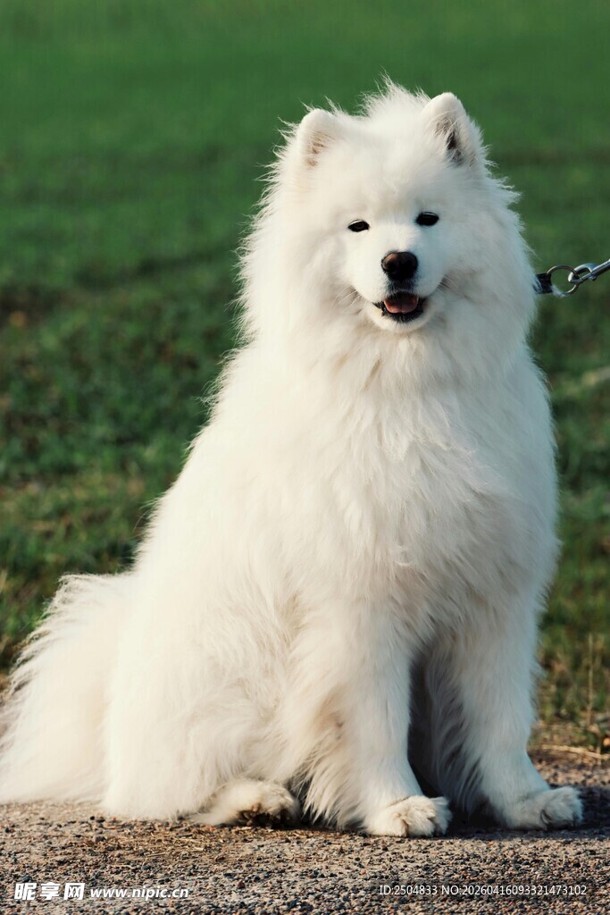 可爱萨摩耶端坐草地