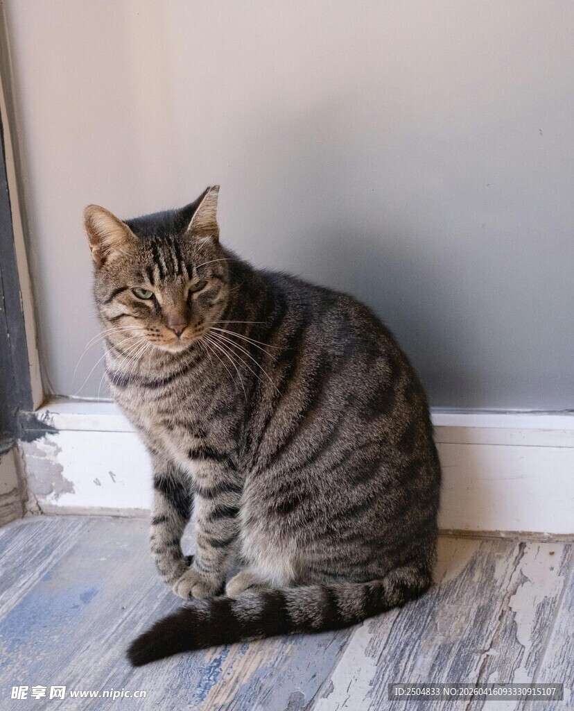 条纹猫咪安静坐于室内