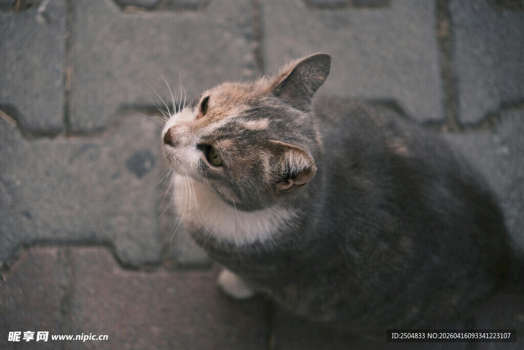 仰头的灰毛猫咪
