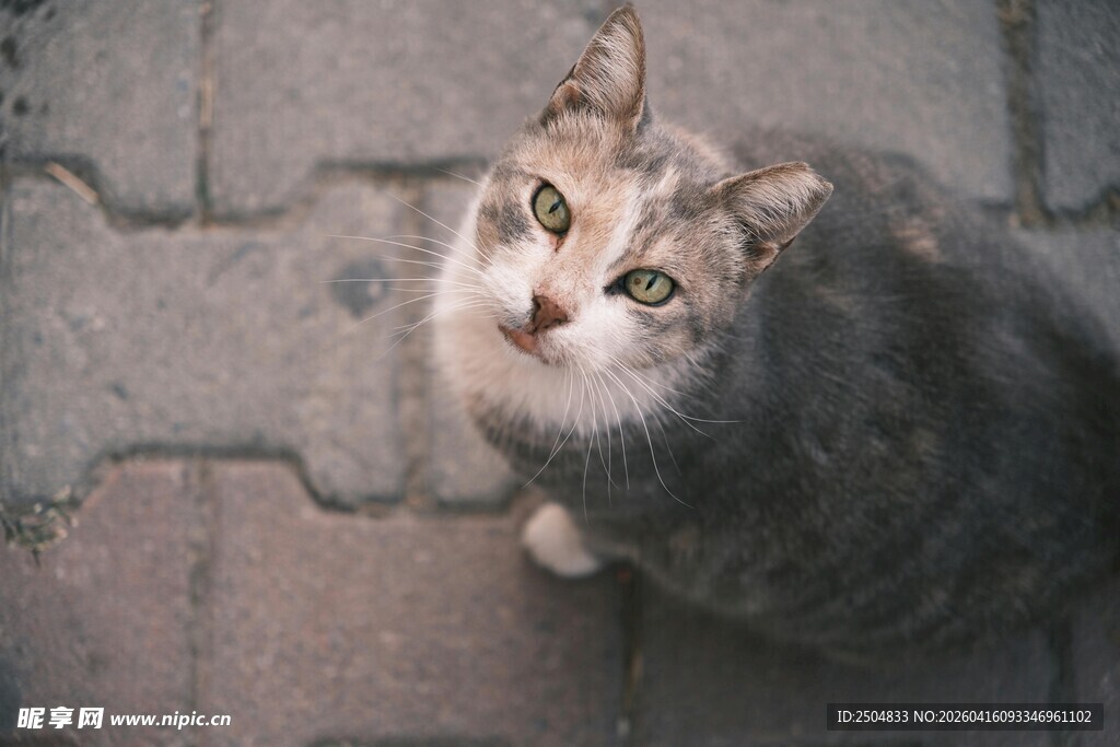 仰头小猫 眼神灵动可爱