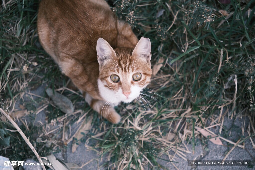 草地上的可爱橘猫
