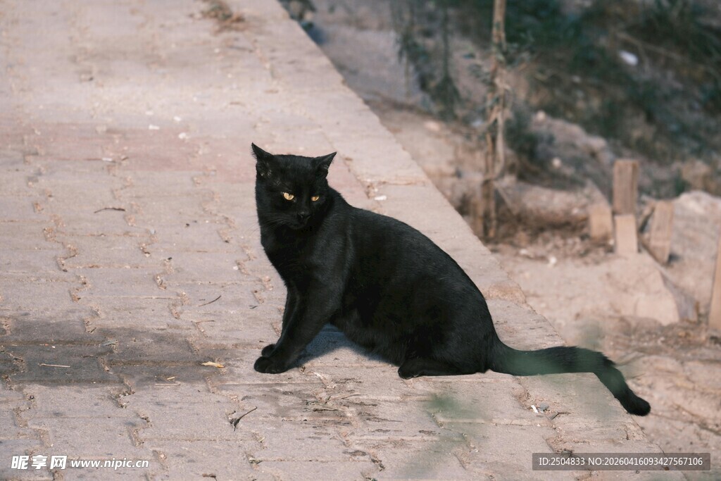 黑猫静坐于户外石地