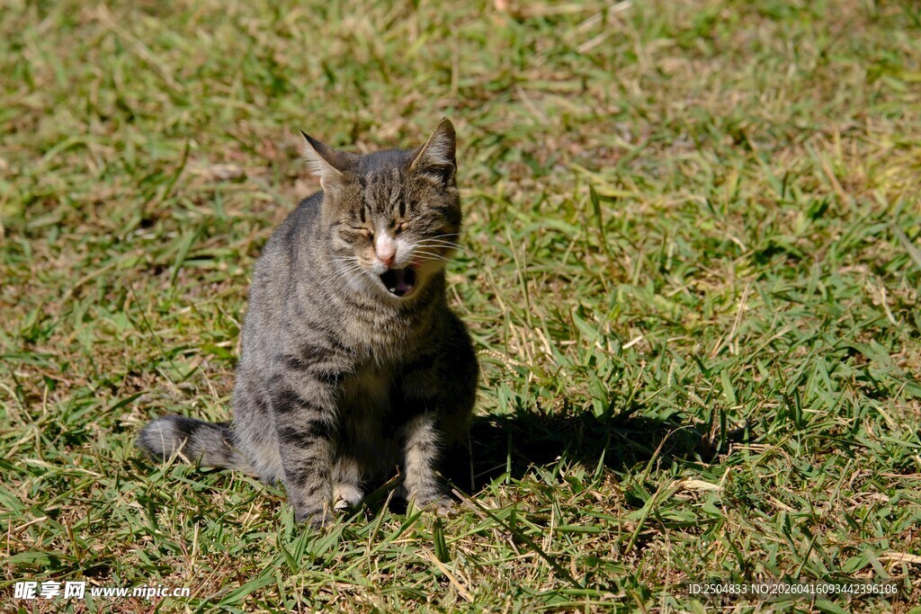 草地上的可爱小猫