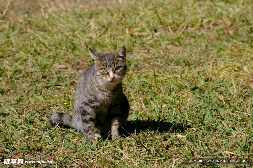 草地上的可爱猫咪