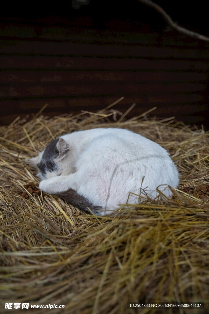 熟睡的猫咪在干草堆上