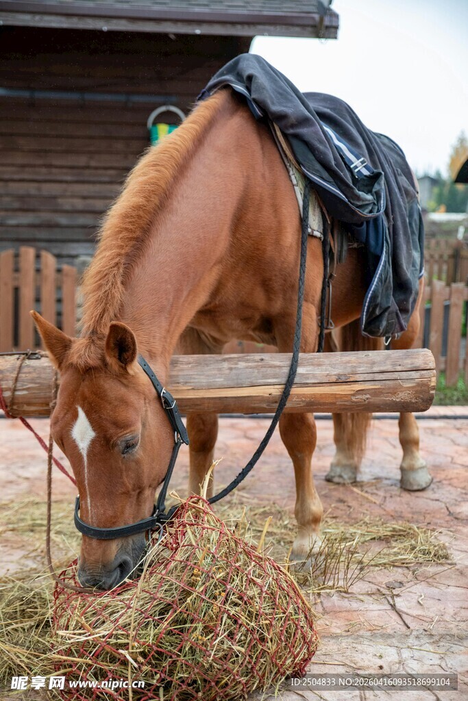 马在木屋旁低头吃干草
