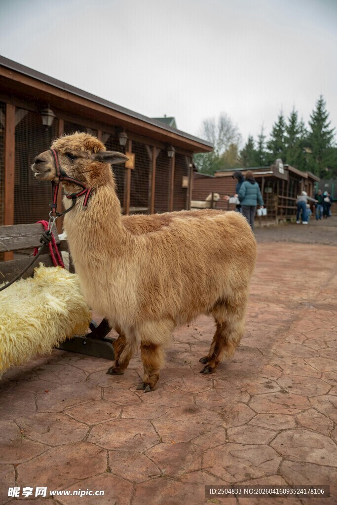 户外站立的可爱羊驼