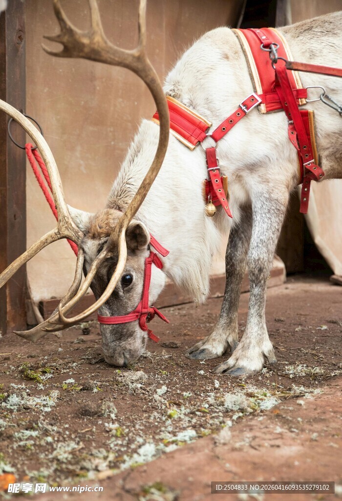 驯鹿低头吃食
