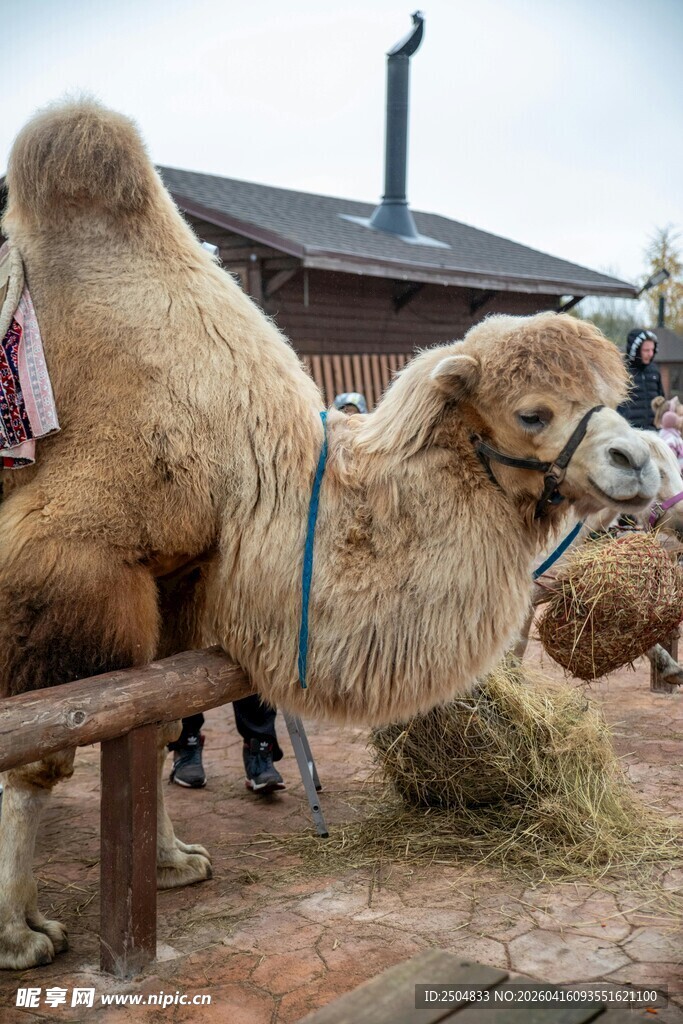 户外的两只骆驼