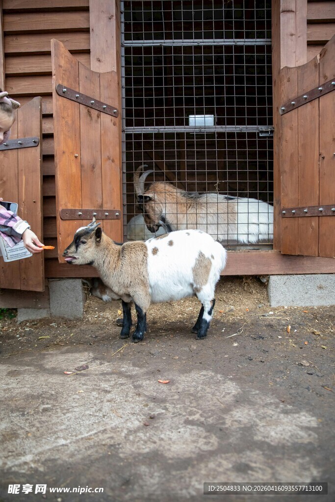 羊站在门边