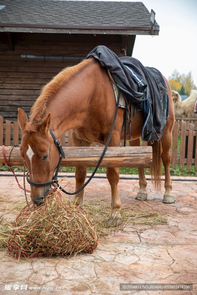 马厩旁进食的棕色骏马