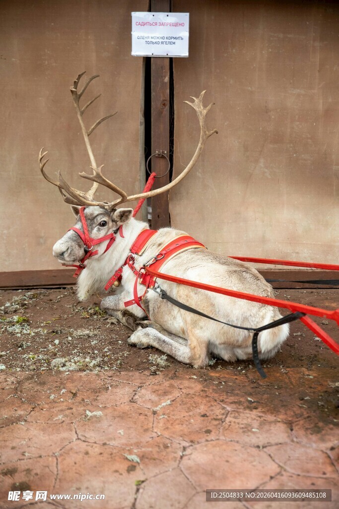 驯鹿佩戴装饰安静趴卧