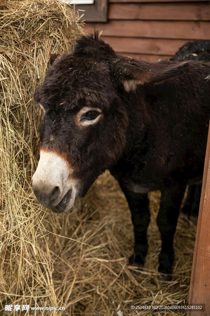 站在干草旁的可爱毛驴