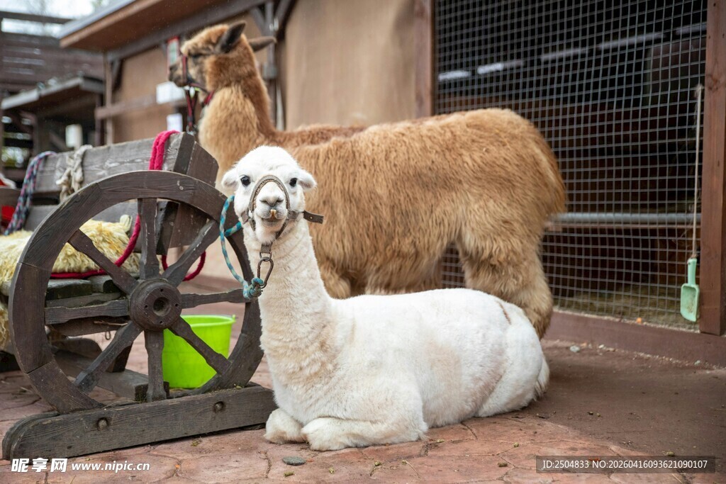两只羊驼与古老纺车