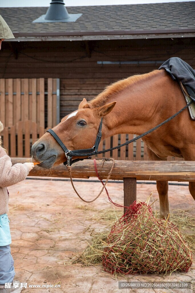 人与马亲昵互动场景