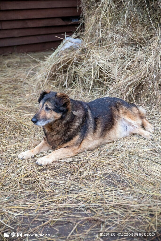 草堆上休憩的狗狗