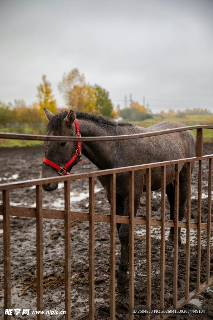围栏边的驴