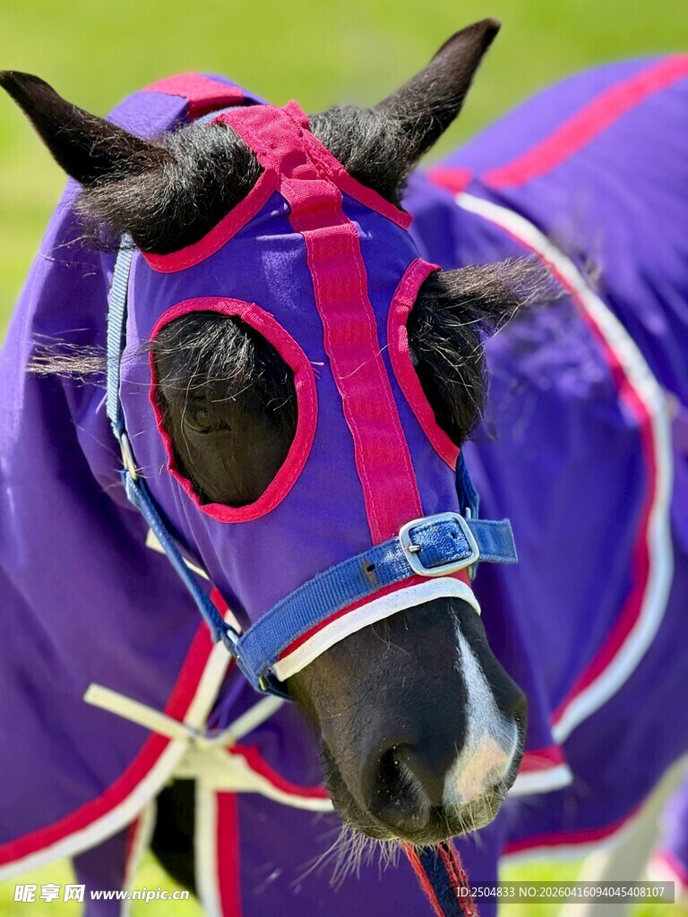 赛马装备特写