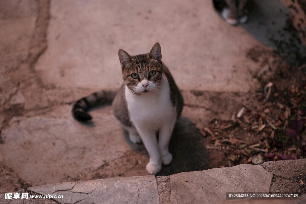 蹲坐的可爱猫咪