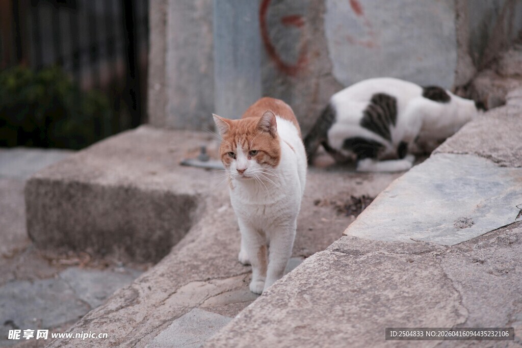 石阶上的两只猫咪