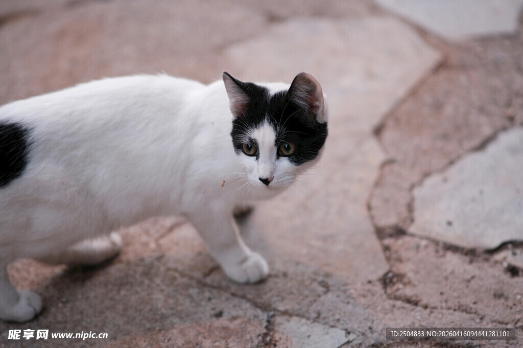 黑白花猫于石径上行走