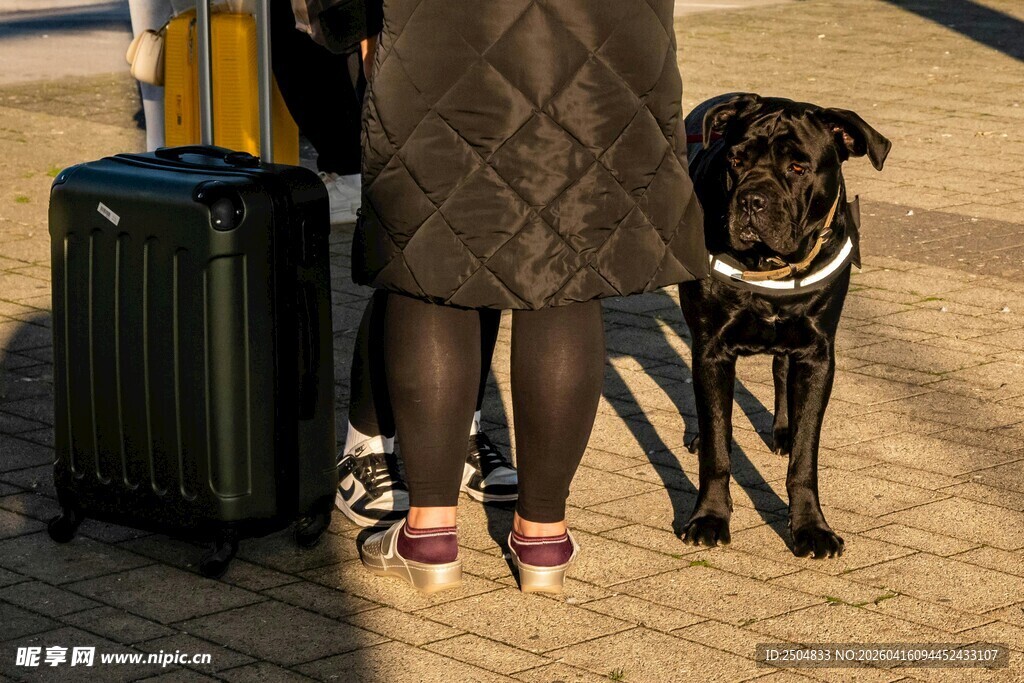 女子携犬准备出行